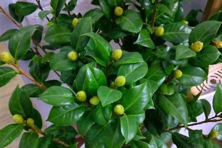 兰花什么时候施肥最好,兰花施肥用什么肥最好(氮磷钾肥)