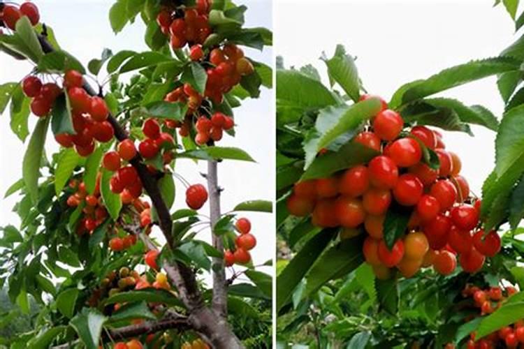 樱桃树大约几月份用月子肥？