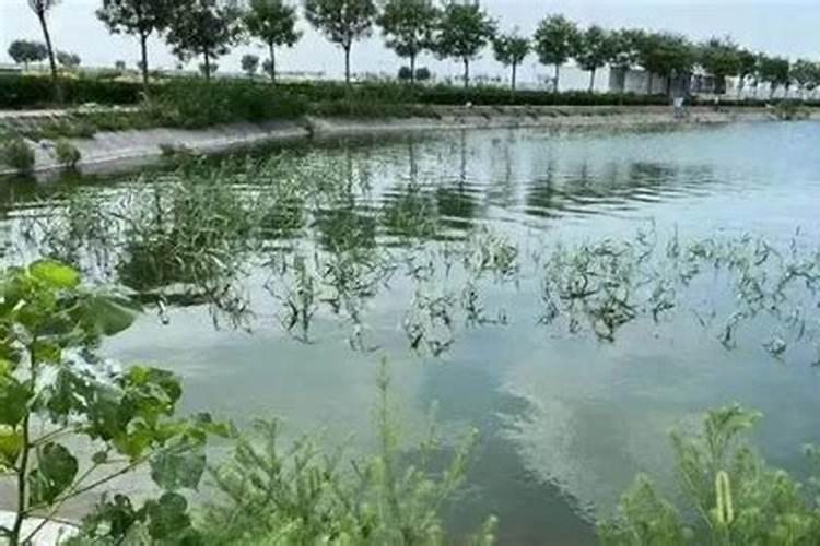 棉花苗期管理要点 棉花应该怎么养护