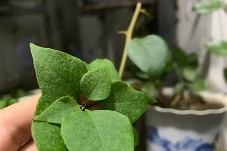 火龙果用什么叶面肥来喷果苗粗长呢？