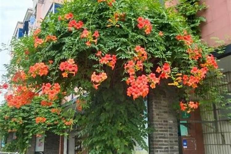 金银花种植时间和方法