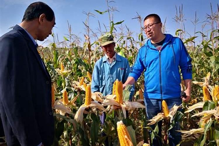 蓝莓施什么肥最好