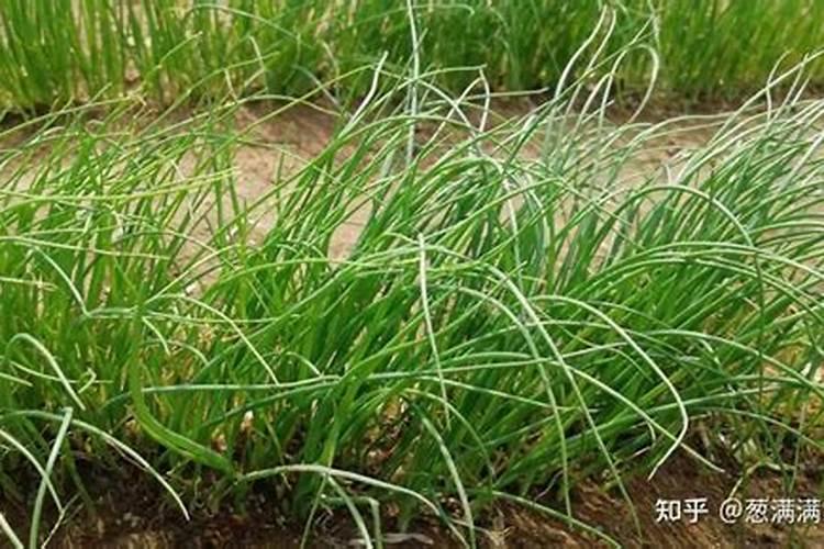 葡萄转色期施什么肥 葡萄转色期施啥肥