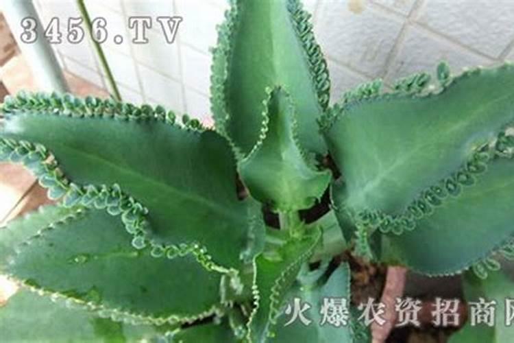 白砂糖的功效与作用