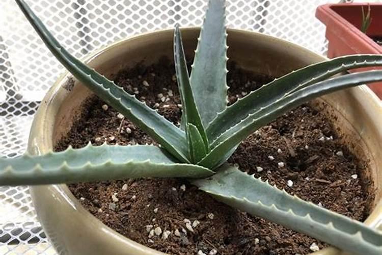 6月芦荟怎么养护越长越肥壮