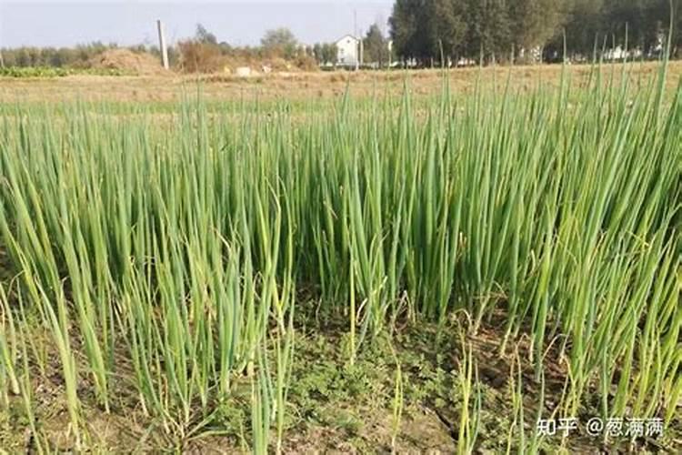 大葱叶面喷什么肥料好 用什么肥料长的快