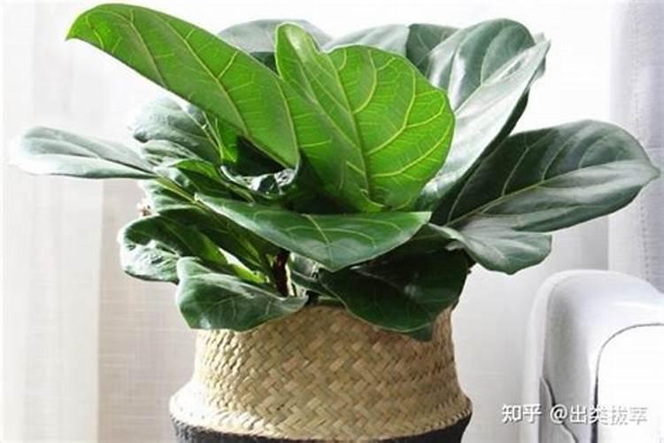 琴叶榕叶子冻伤怎么处理