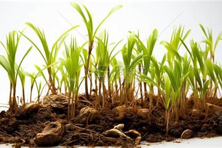 黄泥土适合种什么蔬菜