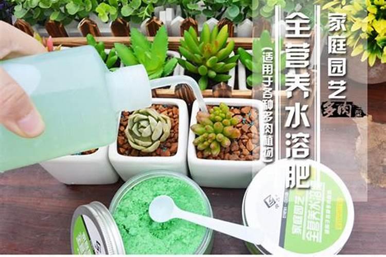 多肉怎么养护生长的好