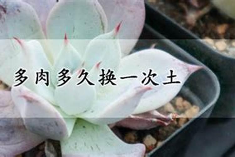 多肉植物施什么肥容易爆盆