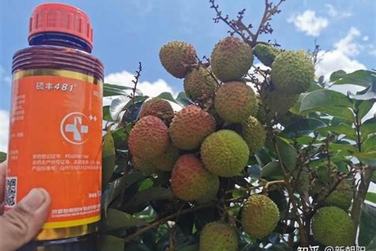 种植甘蔗使用芸苔素有哪些作用？