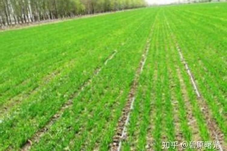小麦拌种能用芸苔素吗