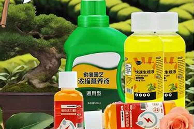 李子树什么时候打药