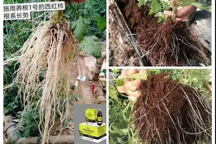 水浇水弄多了,叶子和花都蔫了,怎么补救。