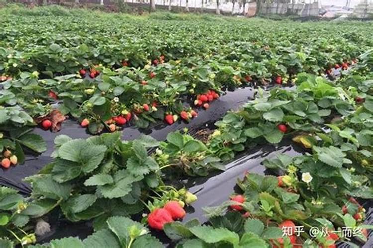 番茄开花的时候应该使用什么样的叶面肥？