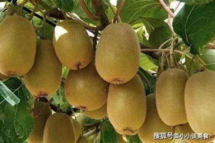 红薯叶微量元素钠钾多少