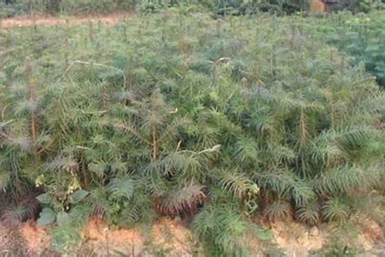 万农灵木醋液厂家直销