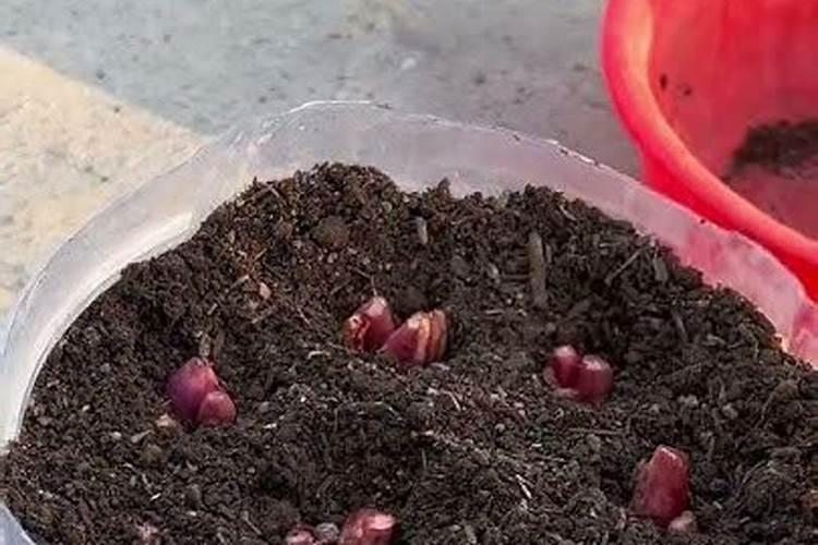 玉米授粉期可以打药吗