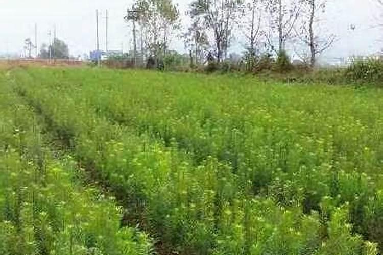 杉木育苗的育苗技术