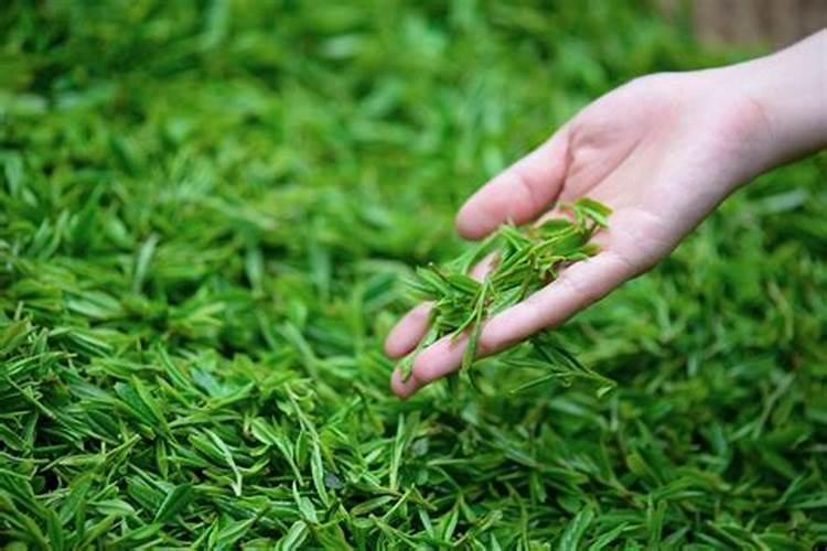 马上要摘茶叶了,听朋友说做富硒茶要在采摘前喷施富硒肥料,市面上那家...