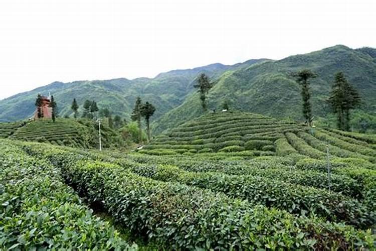富硒茶叶的种植方法!