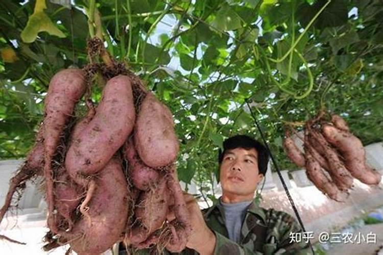 甘草茶有什么功效