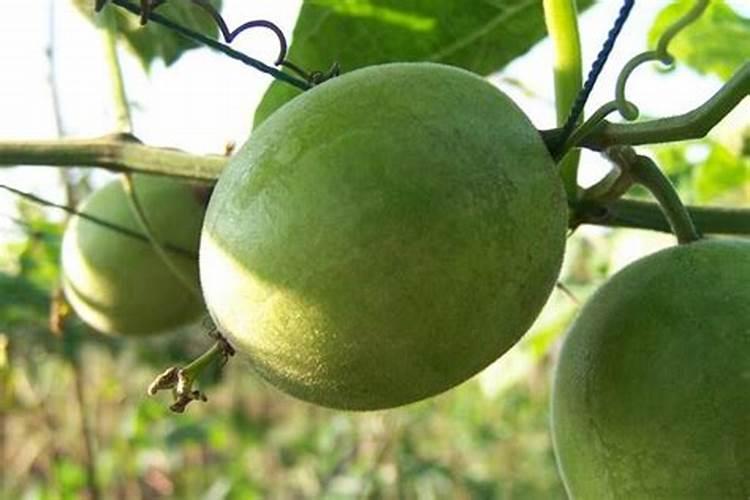 汉果公花花粉多用什么肥料