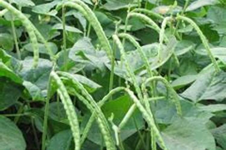 红小豆如何栽培 种植红小豆的要点是什么