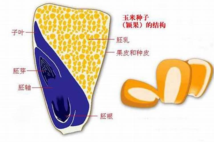 甜玉米的营养价值如何？