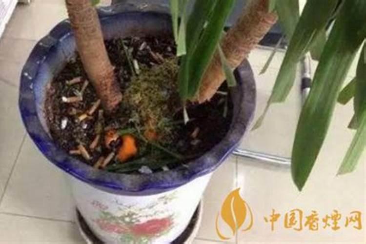 烟灰可以当肥料养花吗 烟灰可不可以当肥料养花