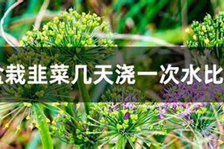 阳台栽韭菜,冬天几天用次肥。