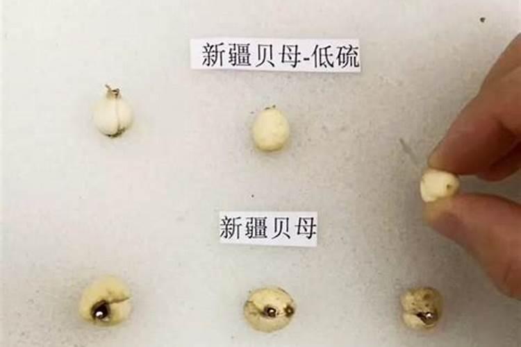 川贝母施什么肥