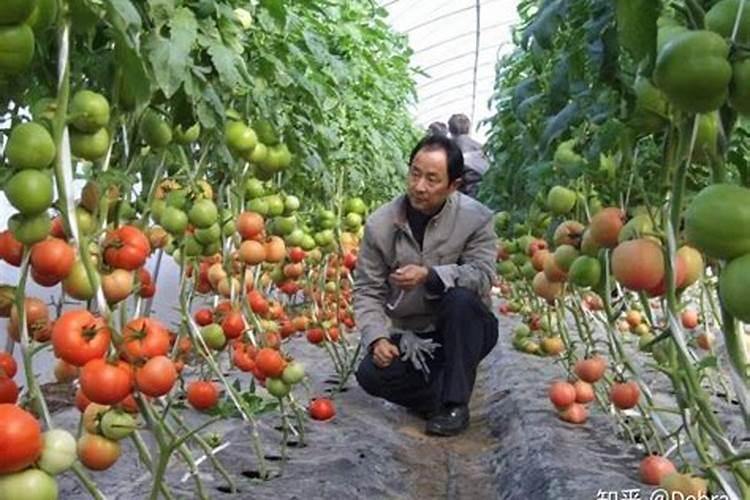 腐植酸钾是有机肥还是化肥？