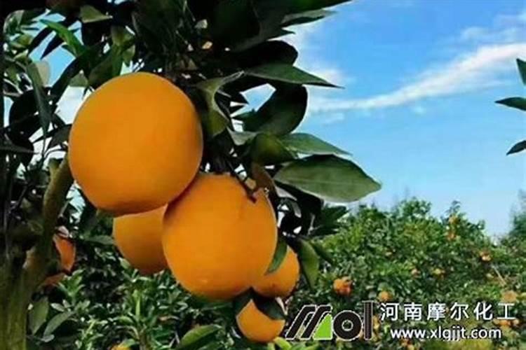 苄氨赤霉酸在脐橙上的使用方法