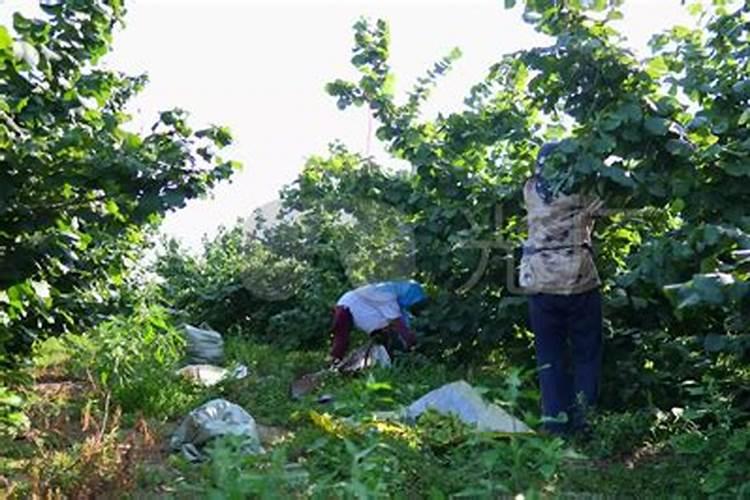 榛子育苗种植技术 东北野生榛子种植技术