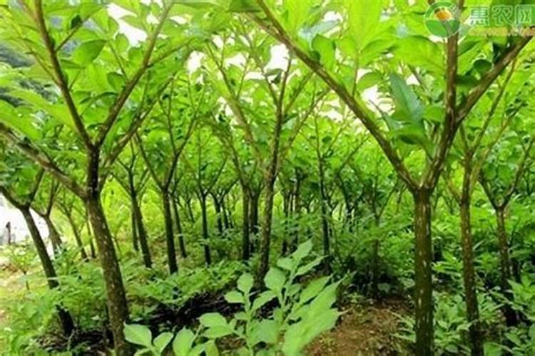 魔芋出苗后施什么肥