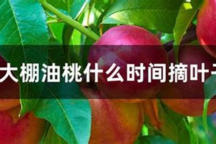 大棚油桃管理要注意什么 油桃种植技巧总结