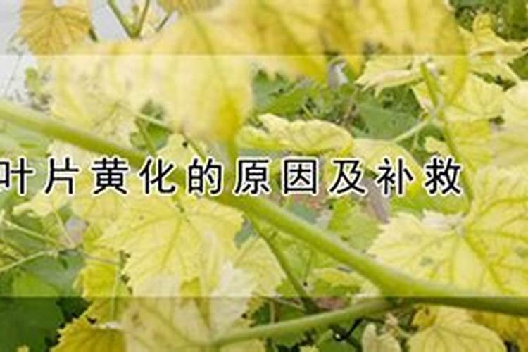 苹果树补钙几月份最好 苹果树补钙时间