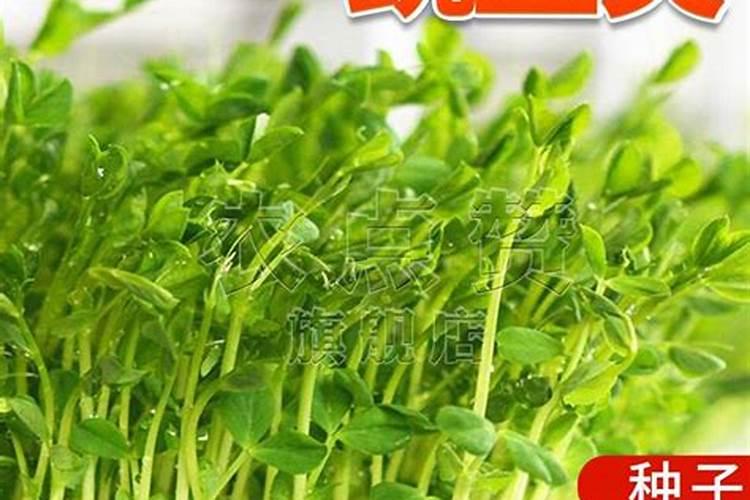 磷钾肥自制不臭的方法
