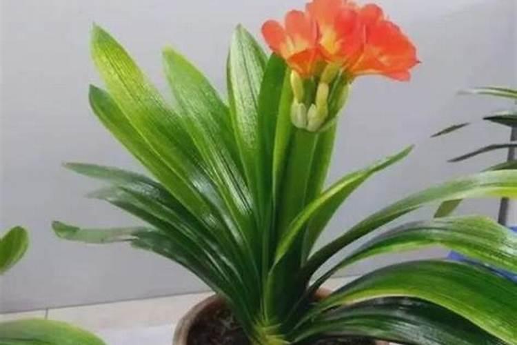 葫芦坐果期如何施肥
