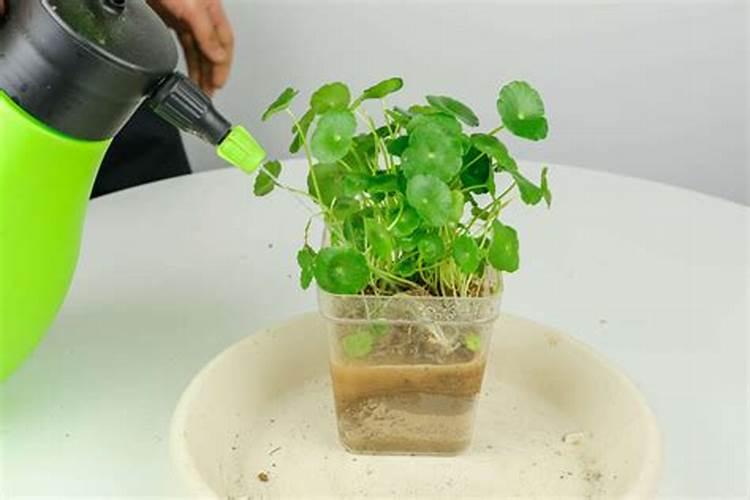 如何在甘蔗上正确使用生物肥