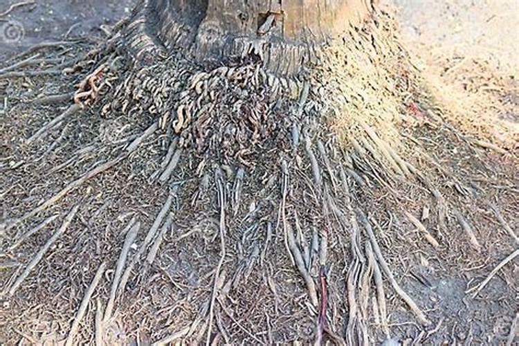 椰子的种植技巧,用什么叶面肥