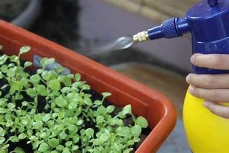 腐植酸水溶肥是什么肥料 腐植酸水溶肥料的作用有哪些