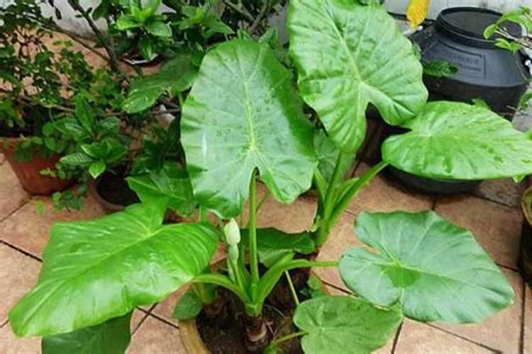 大豆开花期打什么药能保花保果