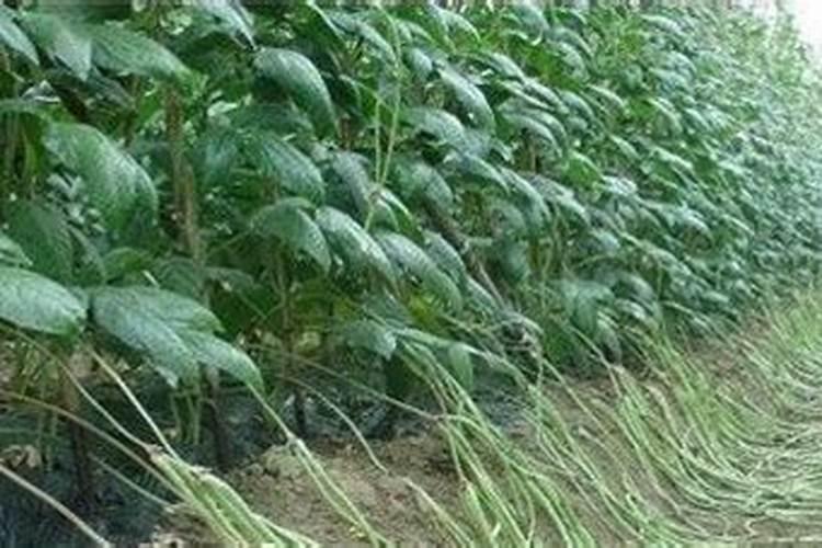 架豆角用氮肥,磷肥和钾肥多少含量合适？