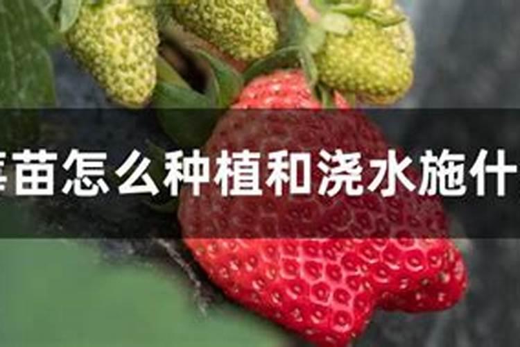 草莓育苗后期应该如何施肥？需要打“送嫁药”吗？