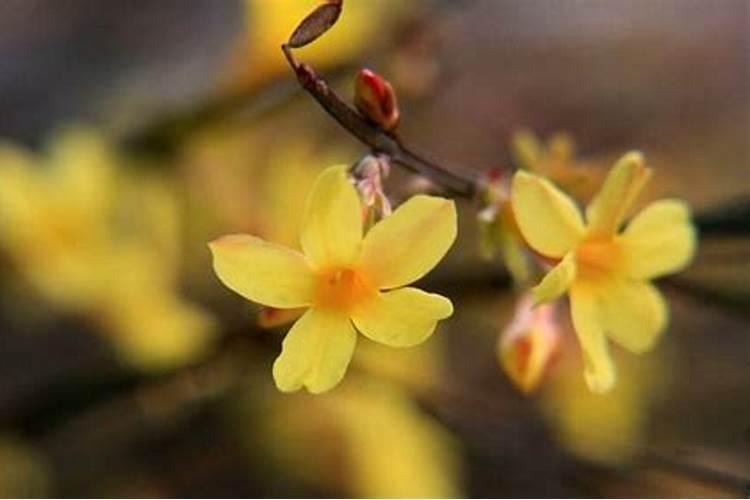 如何给迎春花施肥