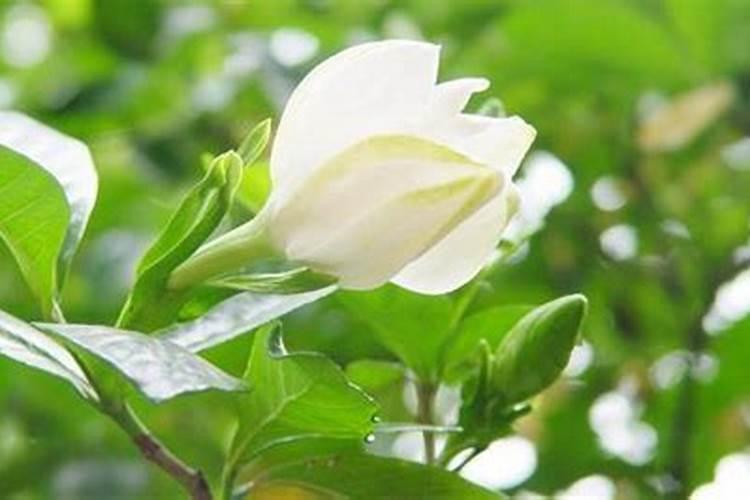 槟榔芋这是出现什么病害了