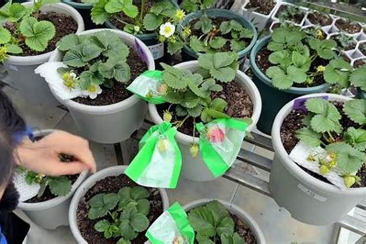 种花生如何防死苗