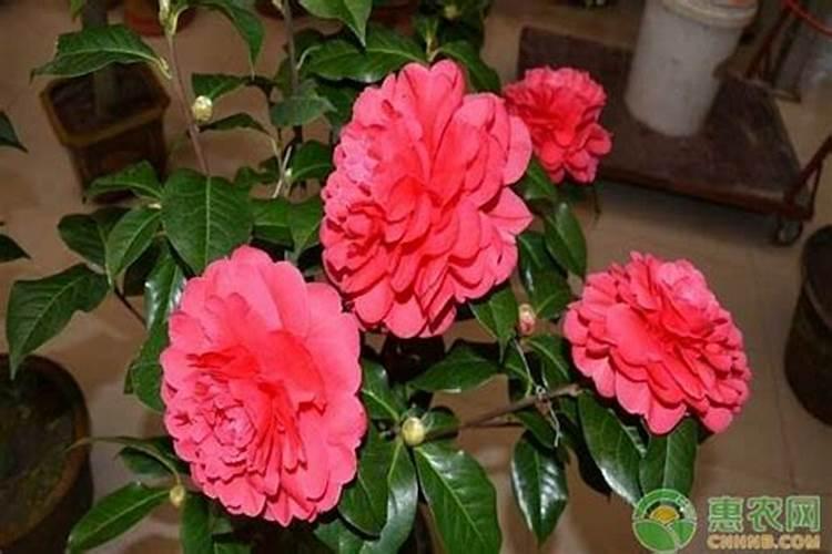 腐植酸是干什么用的？多少钱一吨？